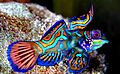 Synchiropus splendidus 3