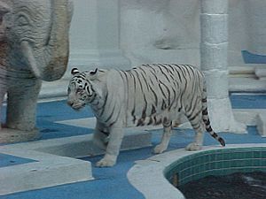 Archivo:Tigre blanco