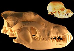 Archivo:Unnatural selection, 2 heads, one species