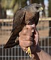 Accipiter brevipes 1