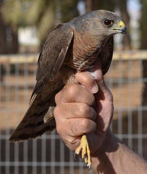 Accipiter brevipes 1