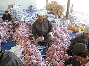 Archivo:Afghan pomegranate processing
