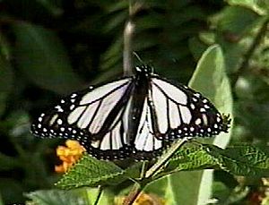 Archivo:Albino monarch butterfly