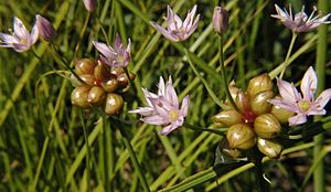 Archivo:Allium canadense WILD ONION