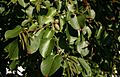 Alnus-cordata-leaves