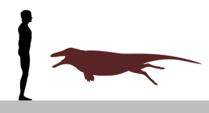 Archivo:Ambulocetus size