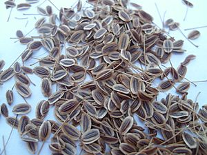 Archivo:Anethum graveolens seeds
