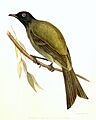 Anthornis.melanocephalus