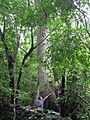 Arbol en un bosque de san juan de cinco pinos