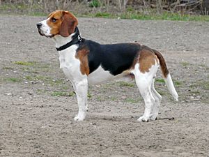Archivo:Beagle 1
