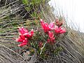 Befaria Resinosa - Pegamosco