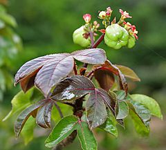 Bellyache Bush (Jatropha gossipifolia) in Hyderabad, AP W IMG 9473.jpg