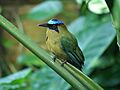 Blauscheitelmotmot Bern