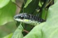 Boomslang - Western Cape