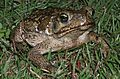 Bufo marinus 1