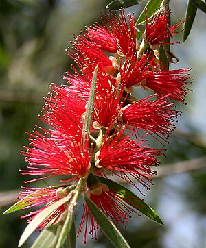Archivo:Callistemon viminalis (Weeping bottlebrush) in Hyderabad, AP W2 IMG 0649