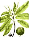 Castanea dentata, Torrey's Flora of NY 2-40c