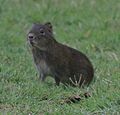 Cavia aperea 172581669