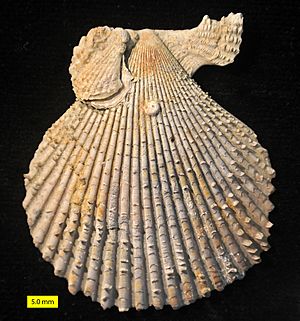 Archivo:Chlamys Pliocene Cyprus