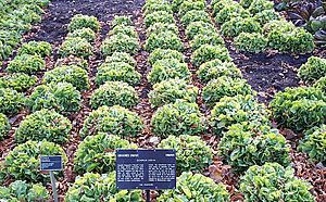Archivo:Cichorium endivia field
