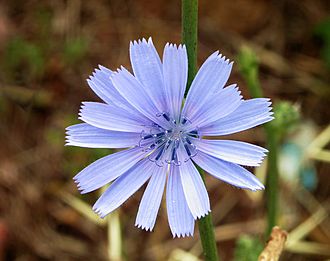 Archivo:Cichorium intybus-alvesgaspar1