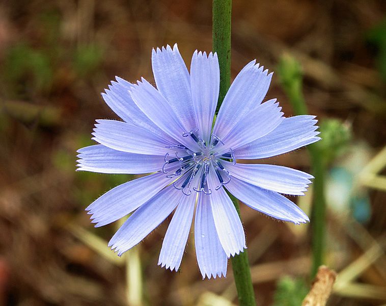 Cichorium intybus-alvesgaspar1