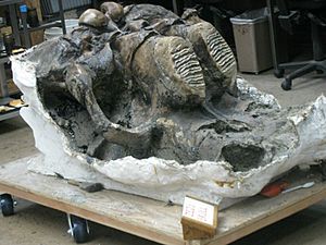 Archivo:Columbian mammoth Zed's skull 