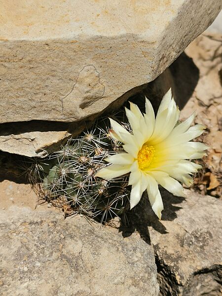 Coryphantha nickelsiae 1