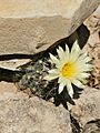 Coryphantha nickelsiae 1