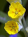 Cowslip (4547456925)