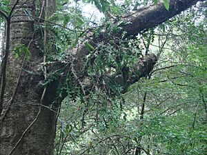 Archivo:Disocactus anguliger 4
