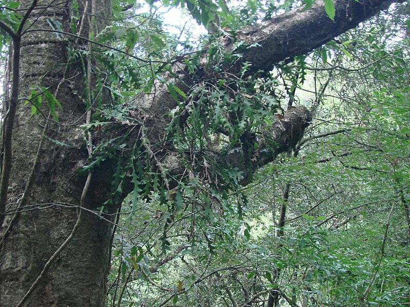 Disocactus anguliger 4