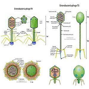 Archivo:Duplodnaviria virions