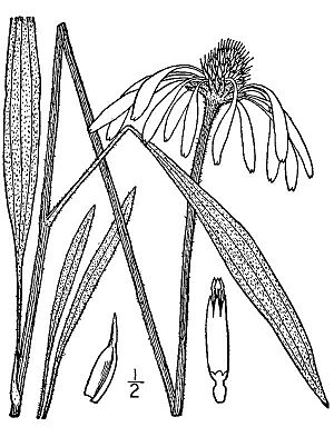 Archivo:Echinacea.pallida02