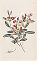 Edwards's botanical register (Plate 16) (9201027682)