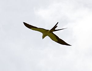Archivo:Elanoides forficatus -Costa Rica -flying-8