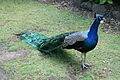 Fauna de Tasmania08