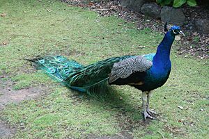 Archivo:Fauna de Tasmania08
