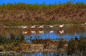 Archivo:Flamencos andinos (Phoenicoparrus andinus) en los humedales de villa maria