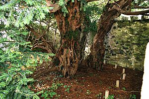 Archivo:Fortingall-Yew-trunk