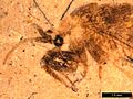 Fossil lacewing2