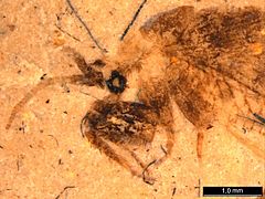 Fossil lacewing2