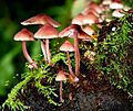 Fungus, Minnowburn - geograph.org.uk - 1008404
