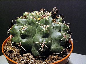 Archivo:Gymnocalcium baldianium