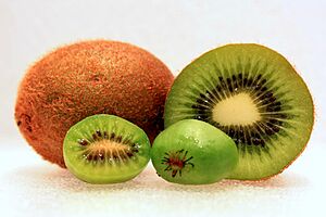Archivo:Hardy-Kiwi-Comparison-3