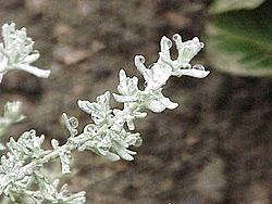 Archivo:Helichrysum petiolare0