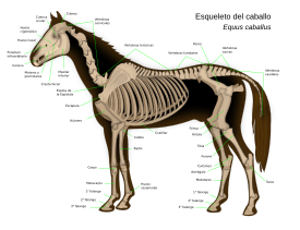 Archivo:Horse anatomy-es