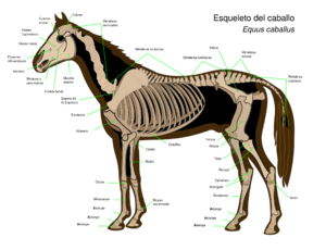 Archivo:Horse anatomy-es