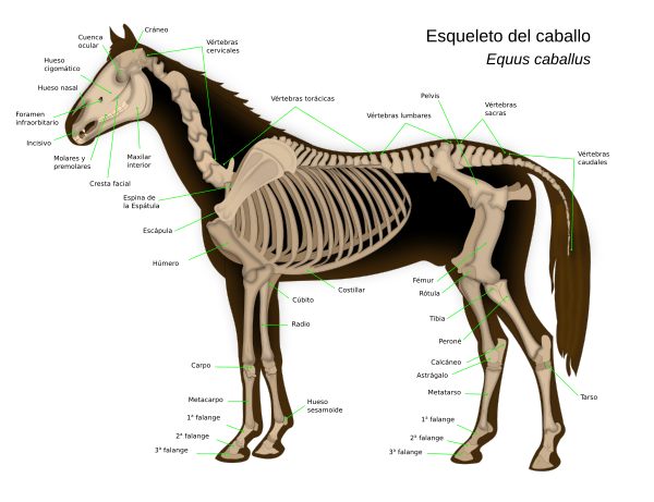 Archivo:Horse anatomy-es