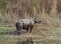 Indian rhinoceros
